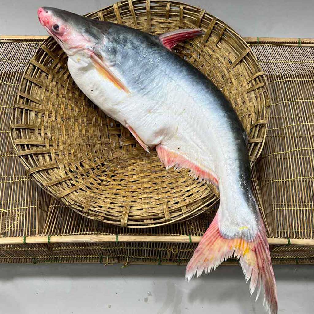 পাঙ্গাস মাছ